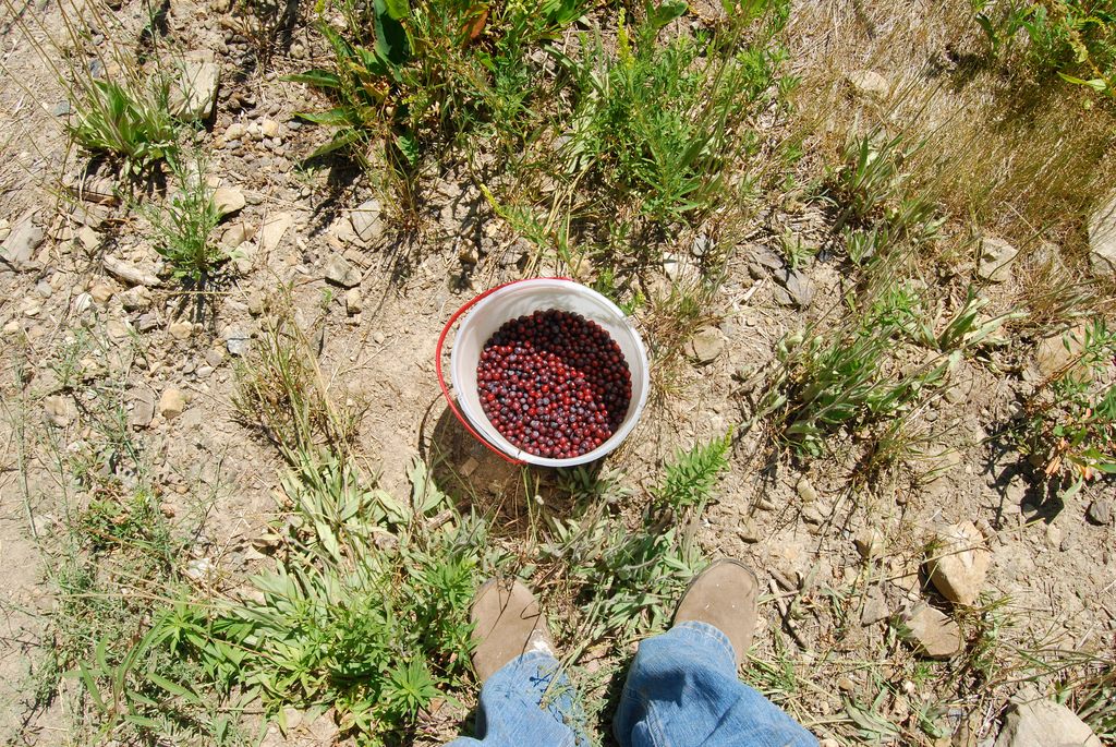 Yields from two hours' worth of huckleberry picking.