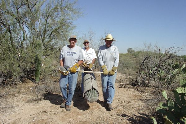 These rescuers are transporting a six-foot saguaro on a day with temperatures reaching more than 100 degrees Fahrenheit. 