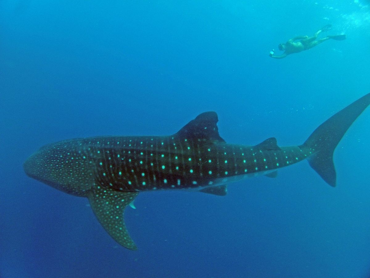 Rafael de la Parra swims above a whale shark in the Caribbean.