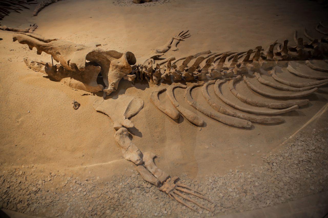 Egypt is home to fossils that include a range of ancient marine animals, such as this early whale from Wadi al-Hitan, southwest of Cairo.