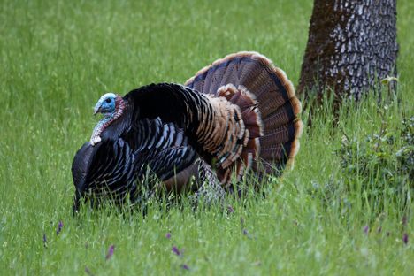 A Wild Male Turkey's mating dance. 