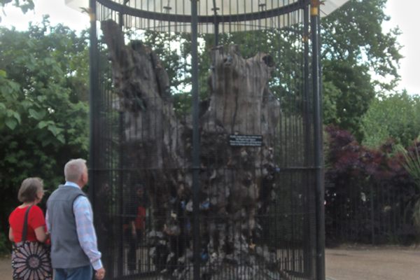Elfin Oak