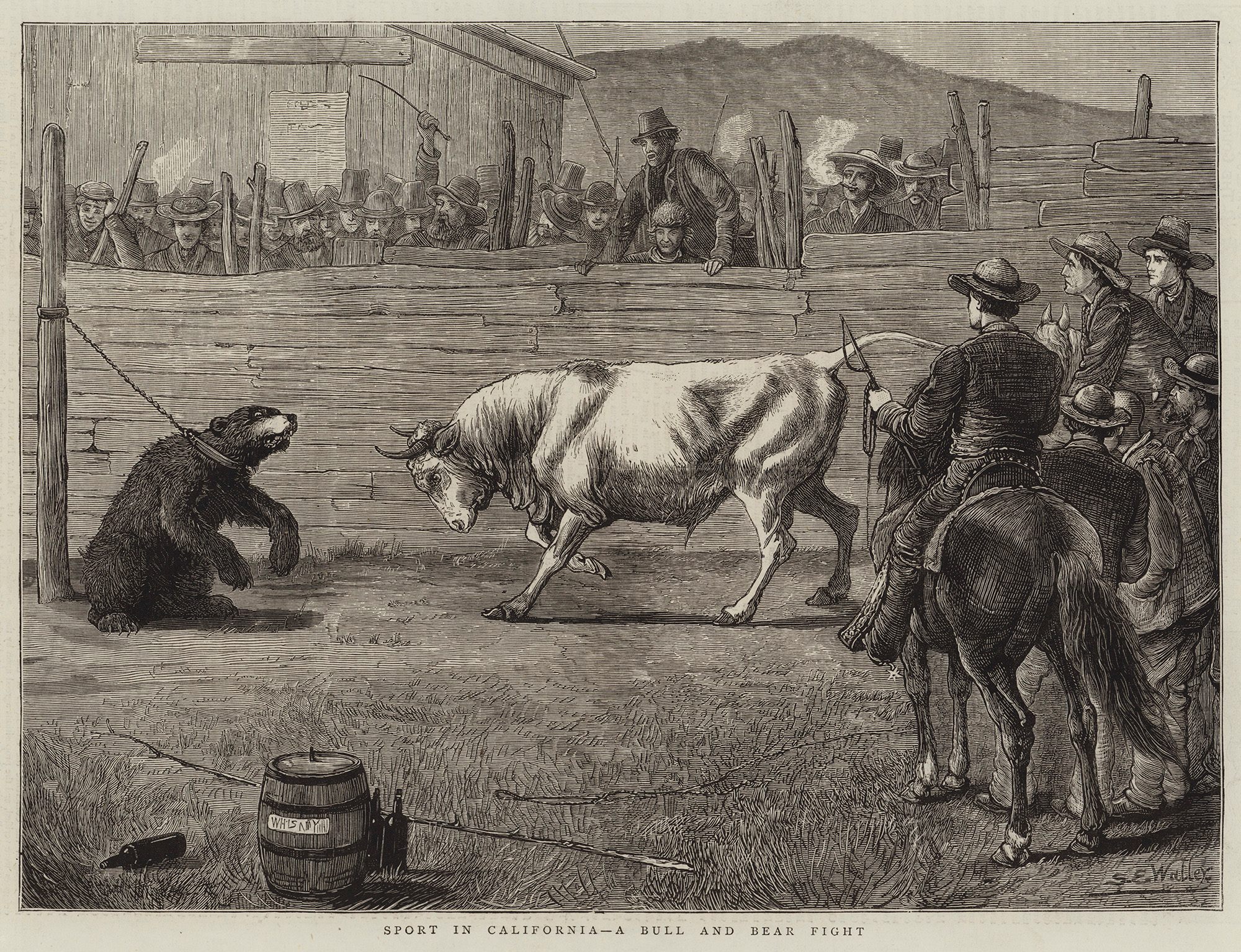 The Brutal Bull-and-Bear Fights of 19th-Century California