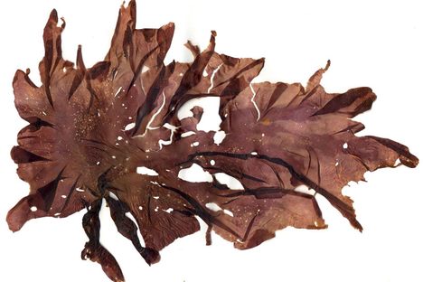 A beautifully red sheet of Welsh Porphyra, nori's British cousin.