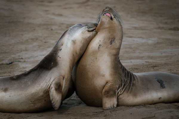 Young adult male elephant seals vie for dominance
