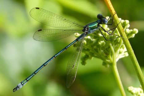 The common spreadwing, one of the dragonflies included in the study. 