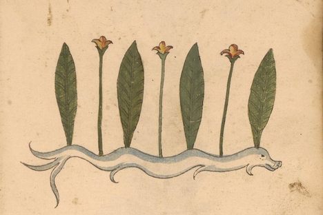 A root system simulating a sea serpent, sprouting leaves and buds, on 15th-century parchment.