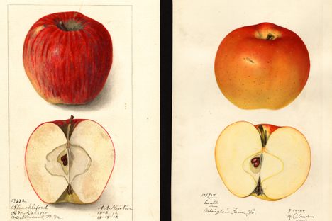 Three of the rediscovered apple varieties, identified from old watercolors held by the U.S. Department of Agriculture Pomological Watercolor Collection, Rare and Special Collections, National Agricultural Library.