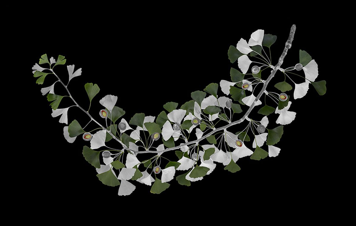 While the outer flesh of gingko nuts isn't edible, their centers are, which is why Fike kept their color in this photograph.