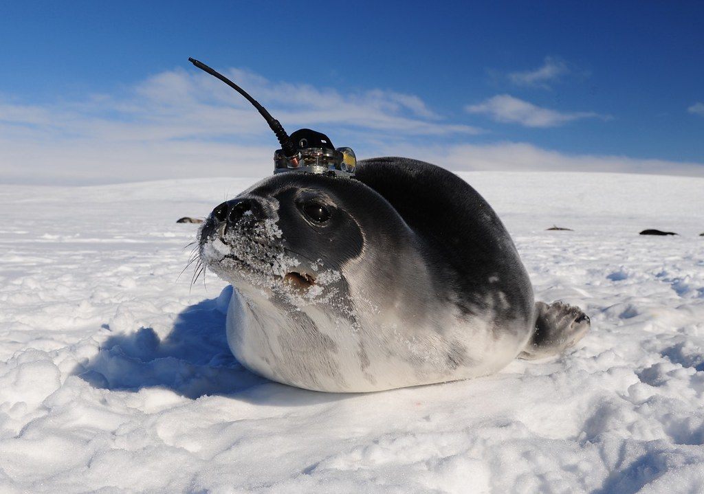 This elephant seal wearing a little hat made of instruments was extremely cute, but not as useful as the float in terms of actually collecting data.