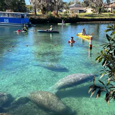 Three Sisters Springs is the only place in the United States where visitors can legally interact with wild manatees.