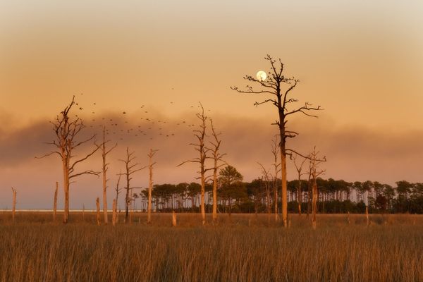 A ghost forest in Dorchester County, Maryland. 