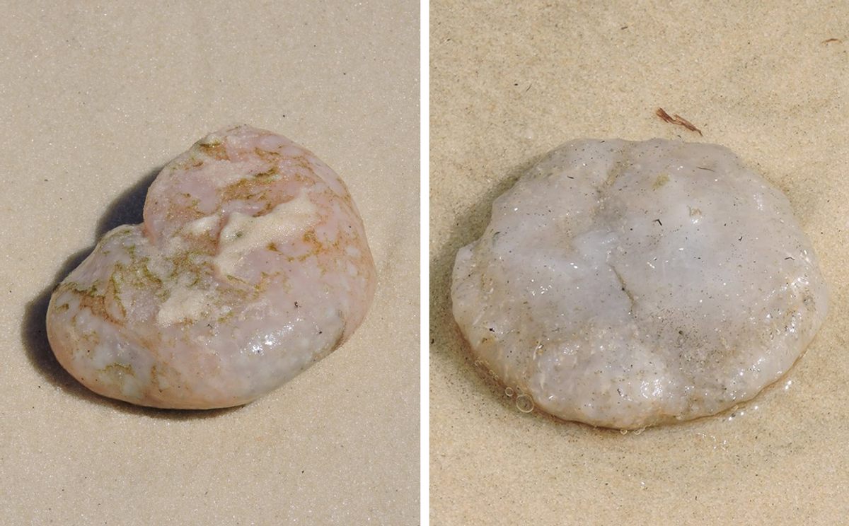 Sea pork isn't appetizing, but it does look food-like.