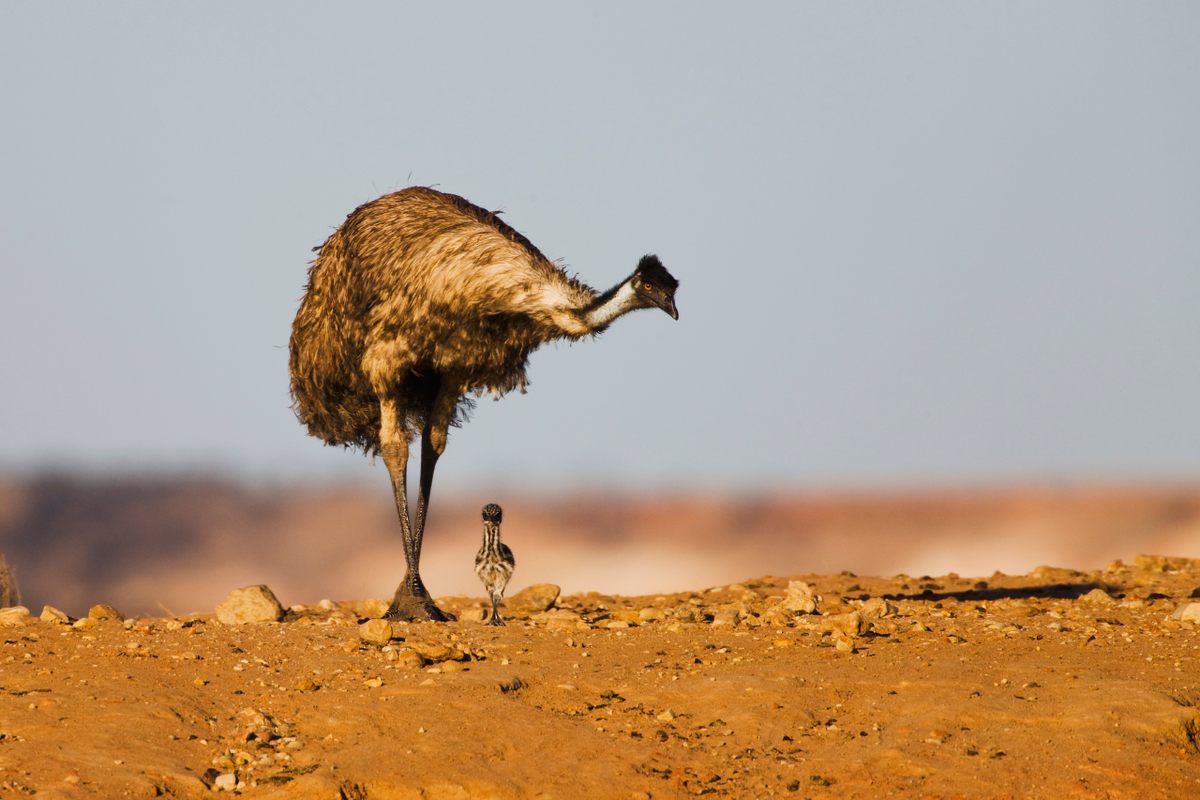 A male emu stands protectively over the last living chick from a clutch of brood.