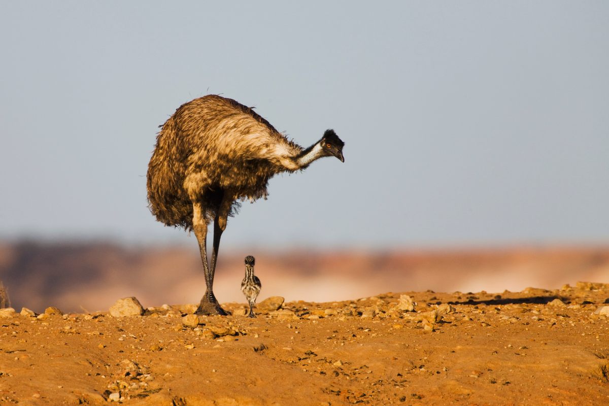 Emu Dads Raise the Young—Which May Not Even Be Their Offspring