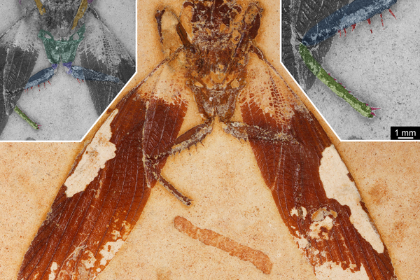 Scientists discover orchid fossil trapped in amber dating back at