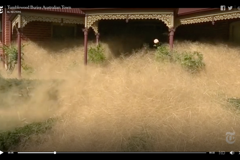 Residents Mostly Chill About Hairy Panic Invading Australian Town