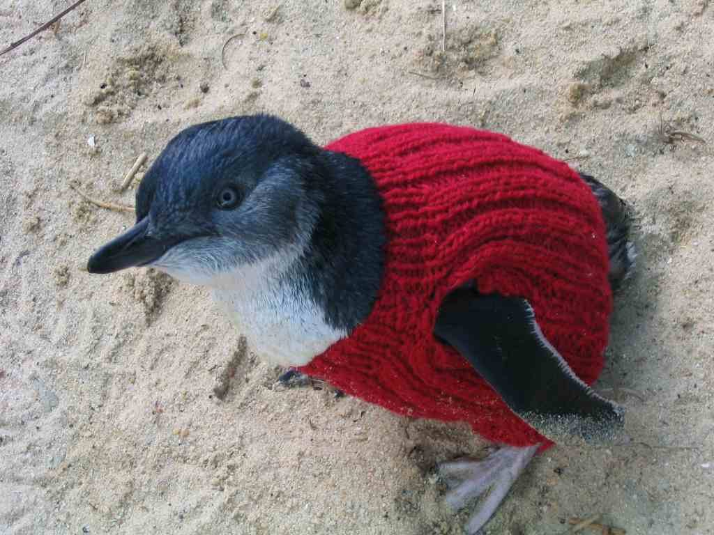 angry animals in sweaters