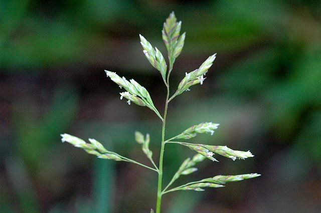 poa annua