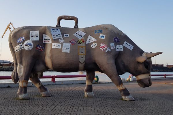 The Traveling Cow.