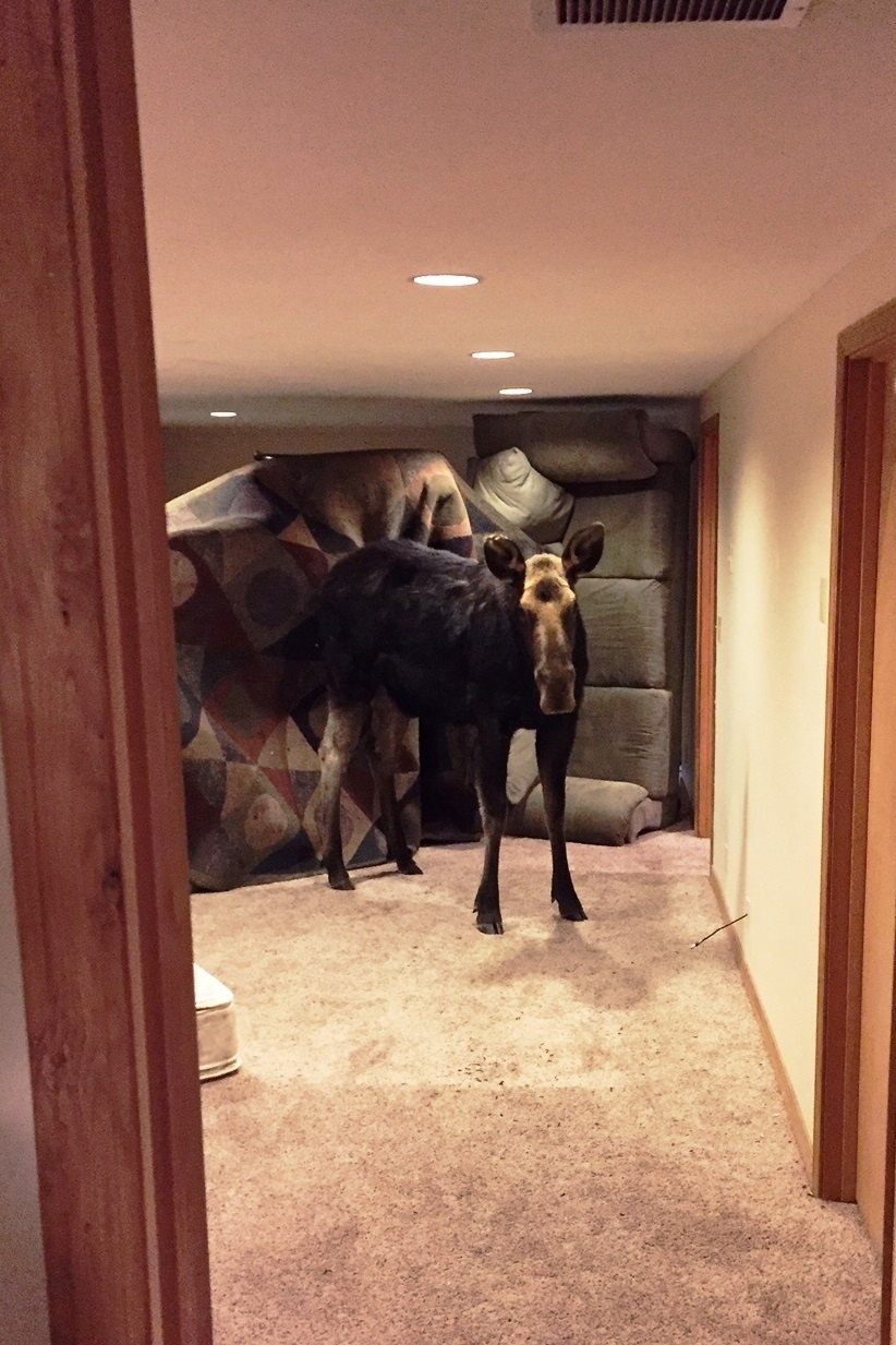 The moose did not mean to be in the basement.