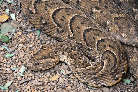 The Puff Adder Protects Itself From Predators By Being Unsmellable