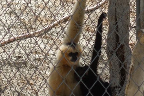 Gibbon Conservation Center