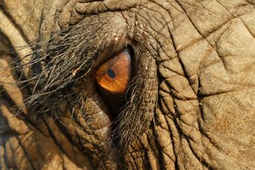 减少人类和大象之间的冲突的危险,科学家们从动物的角度看情况。