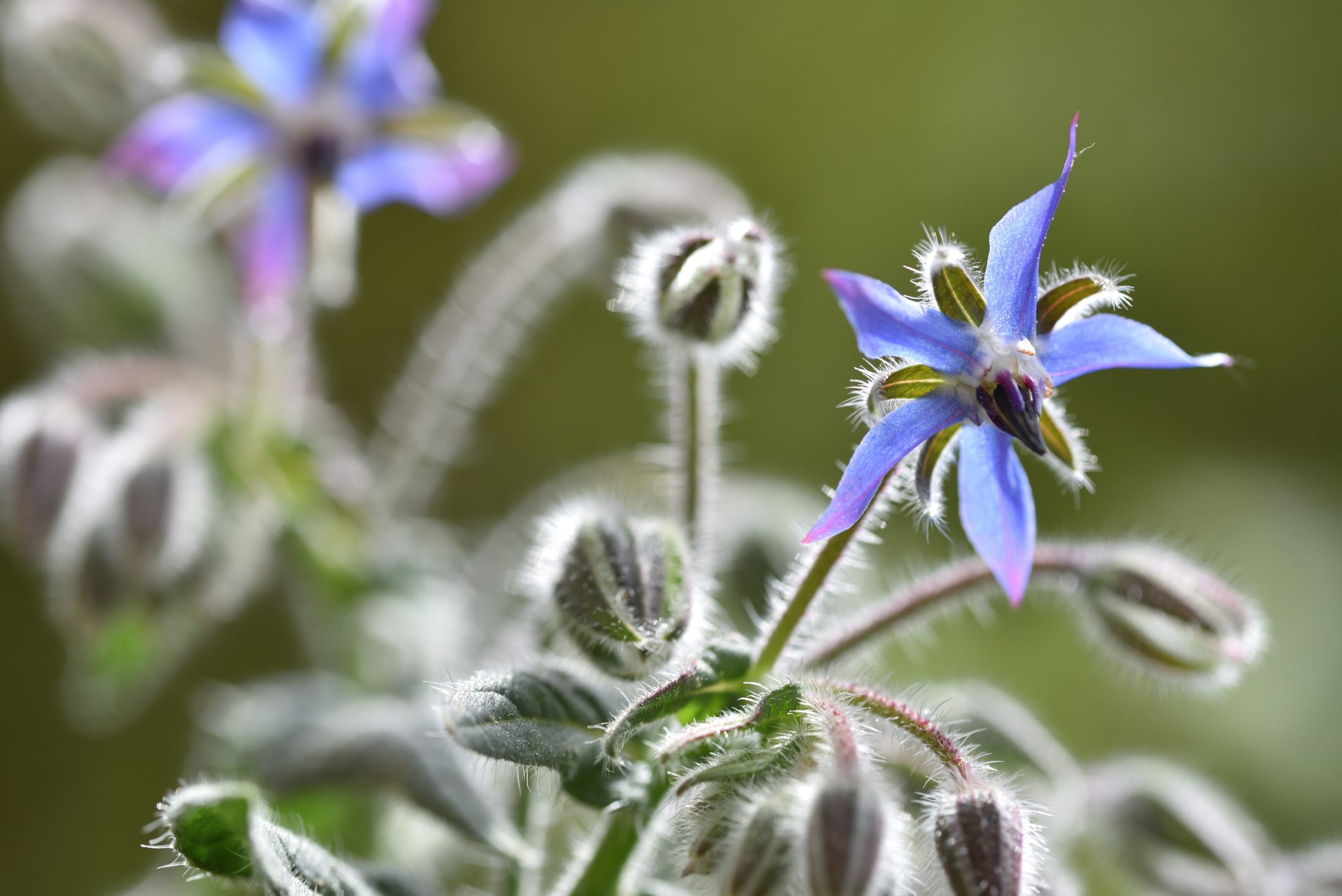 A close-up of a blue borage flower and its fuzzy foliage.

