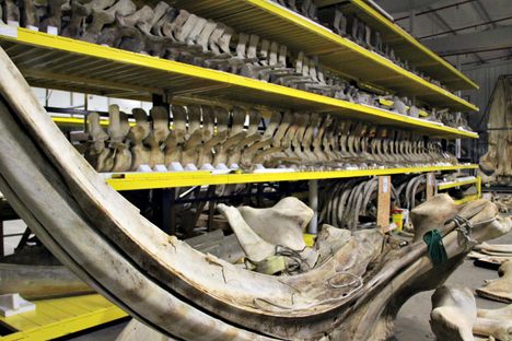 From Blue Whale Skull to Narwhal Tusks, Behind-the-Scenes at the Smithsonian Marine Mammals Collection