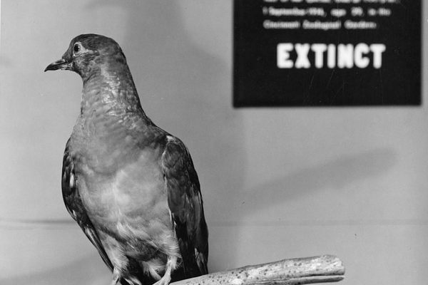 Martha, taxidermied