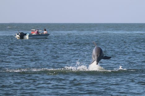 A dolphin leaps out of the Chesapeake Bay.