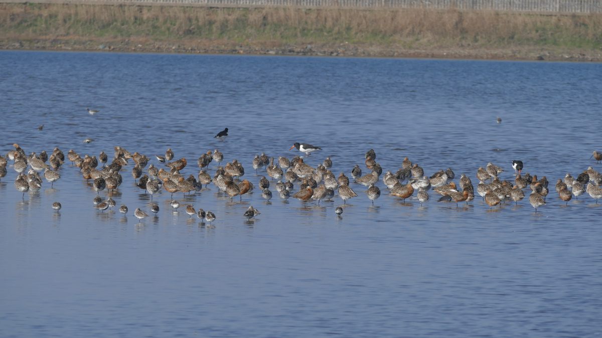 The birders' trip coincided with the highest tide of the spring.