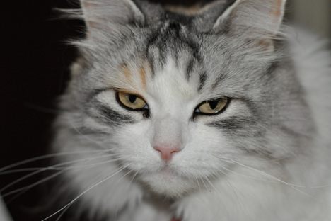 How to Speak Cat