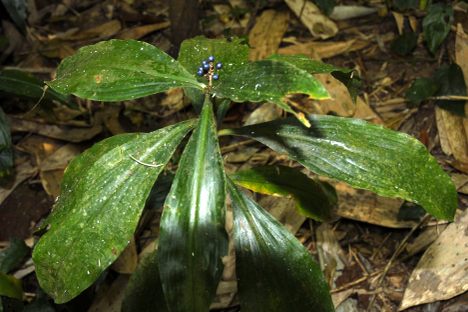 A marble berry plant