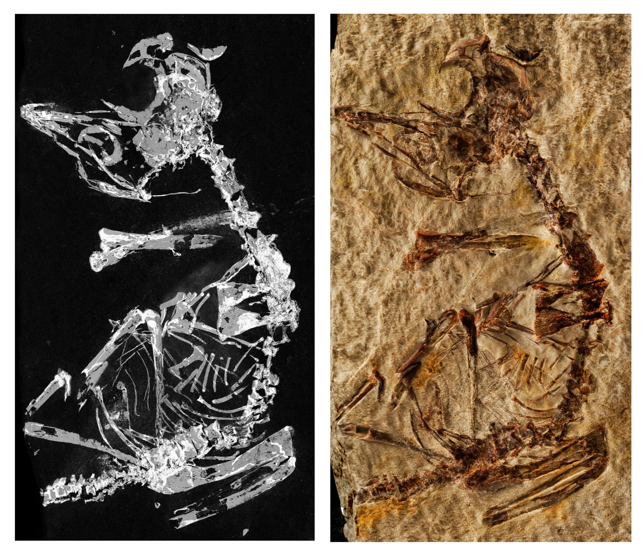 The researchers used techniques such as phosphorous mapping (left) to analyze the fossil (right).