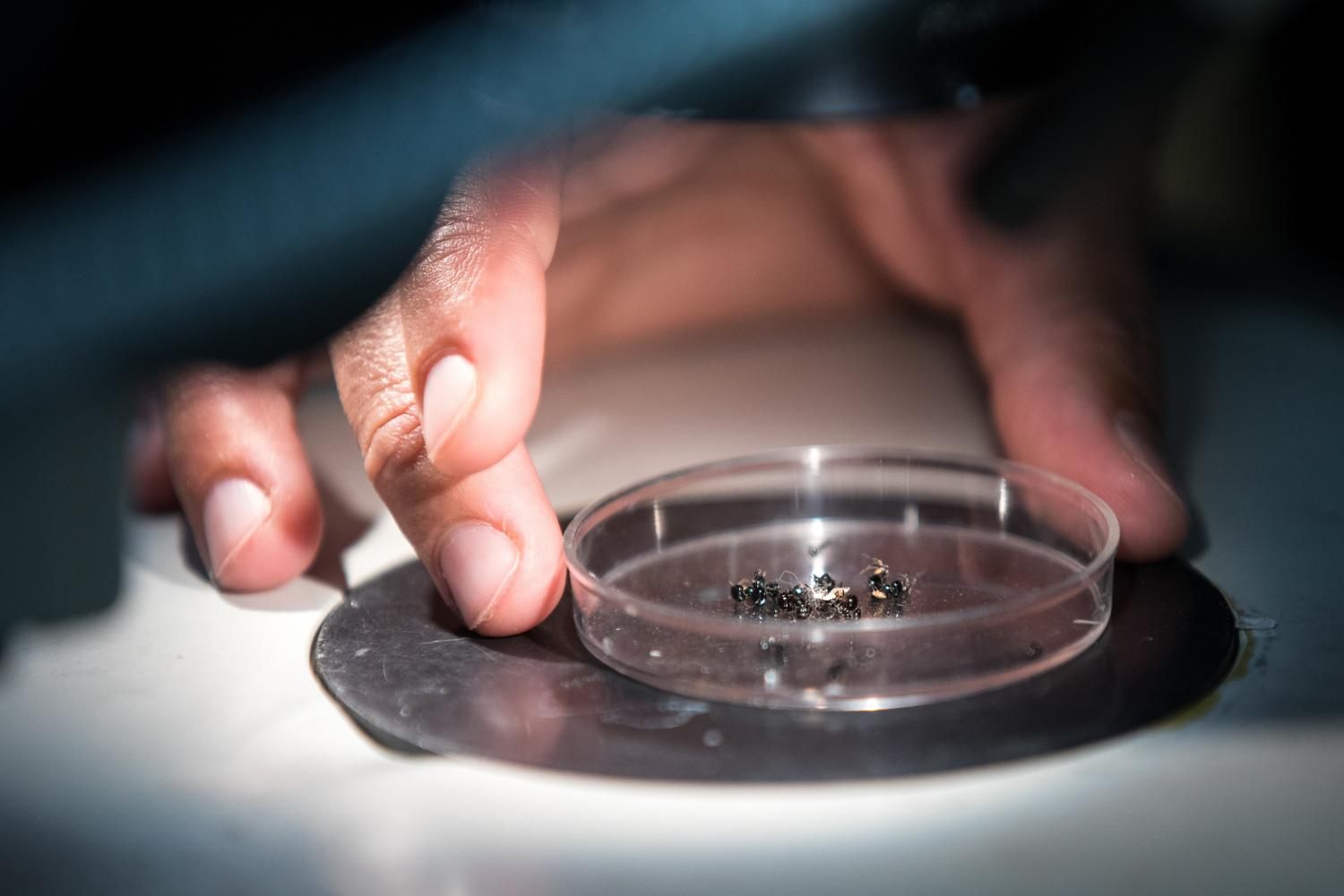 Researcher Christina Kwapich looks at a sample in the Insect Rearing and Behavior Lab at Arizona State University. 