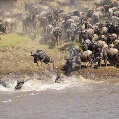 Wildebeest plunge into the Mara River