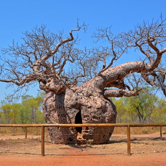 Derby Boab 'Prison Tree' – Derby, Australia - Atlas Obscura