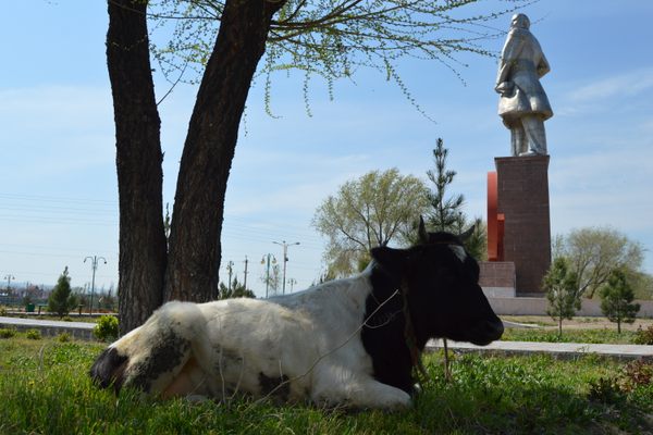 Relocated Lenin from the back, with cow for scale.