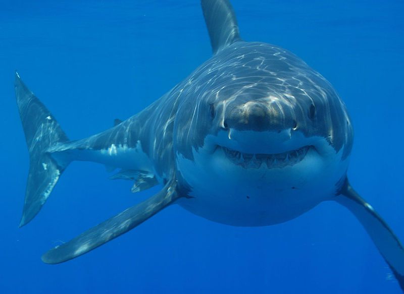 A great white in South Africa.