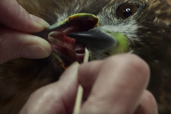 A patient at the Wild Bird Fund.