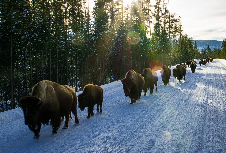 A line of bison in Yellowstone National Park, January 2015.