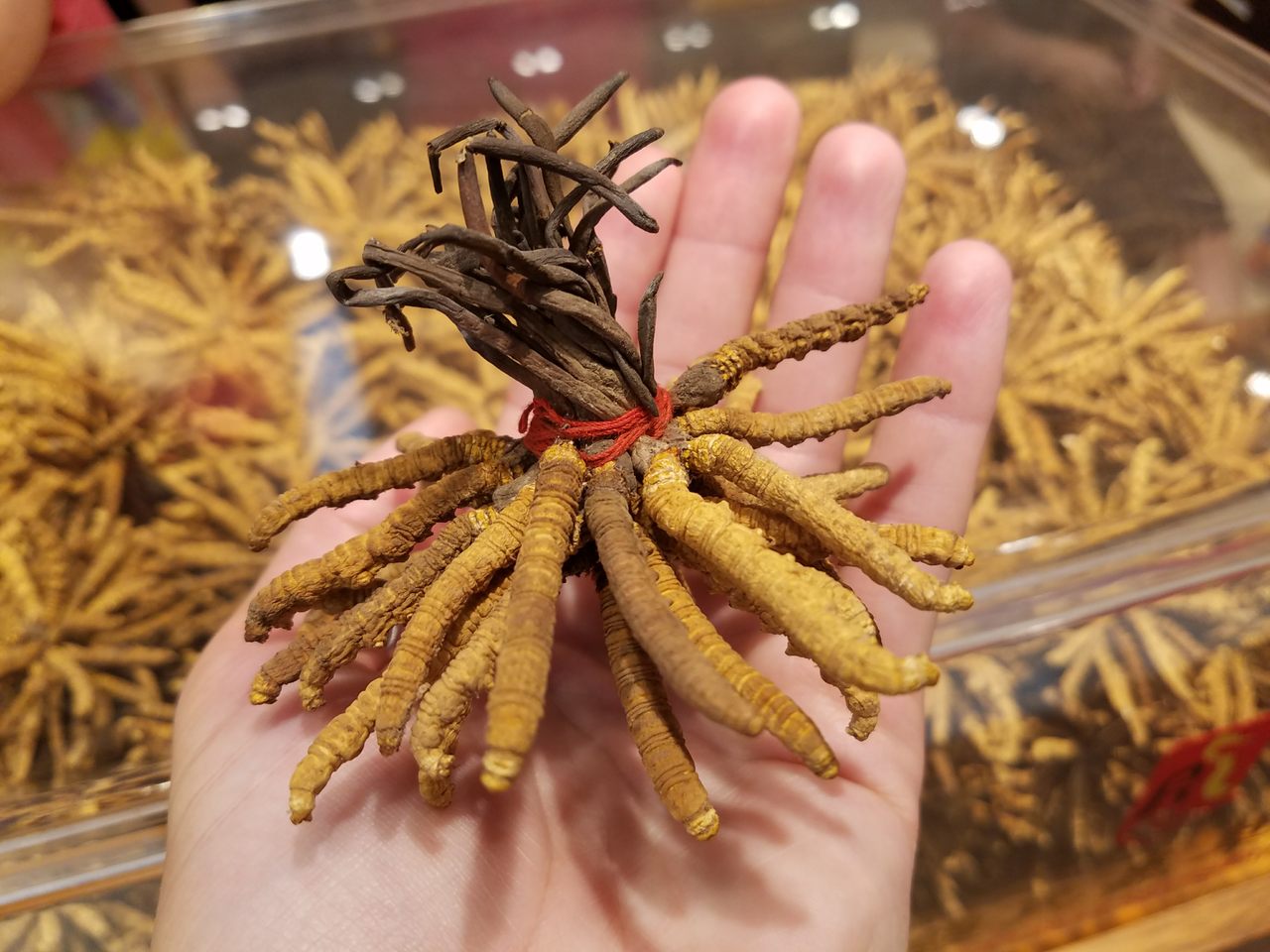 Cordyceps for sale at a high-end Chinese medicine store.