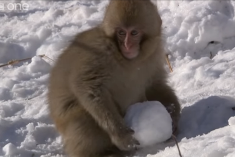 Watch This Adorable Baby Macaque Roll a Snowball Down a Hill