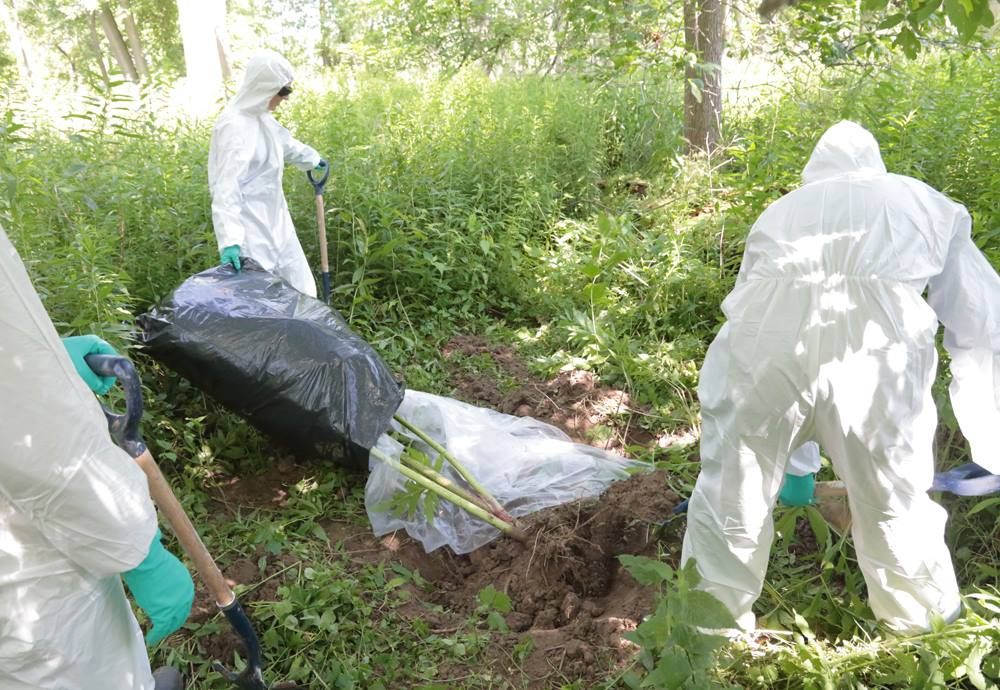 Three RBG employees in full safety gear dig a giant hogweed out of the ground.