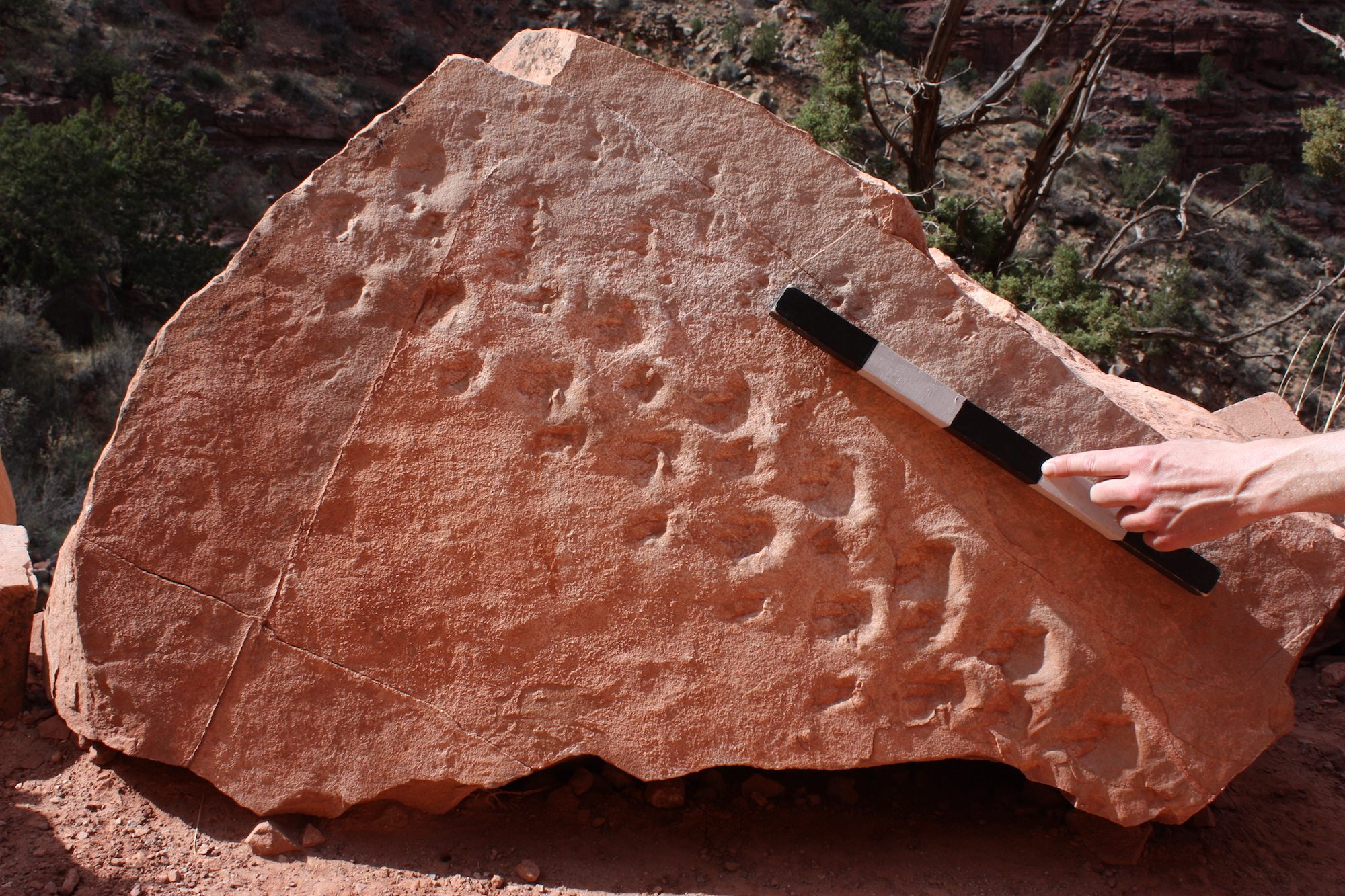 Found: The Grand Canyon's Oldest Vertebrate Fossil - Atlas Obscura