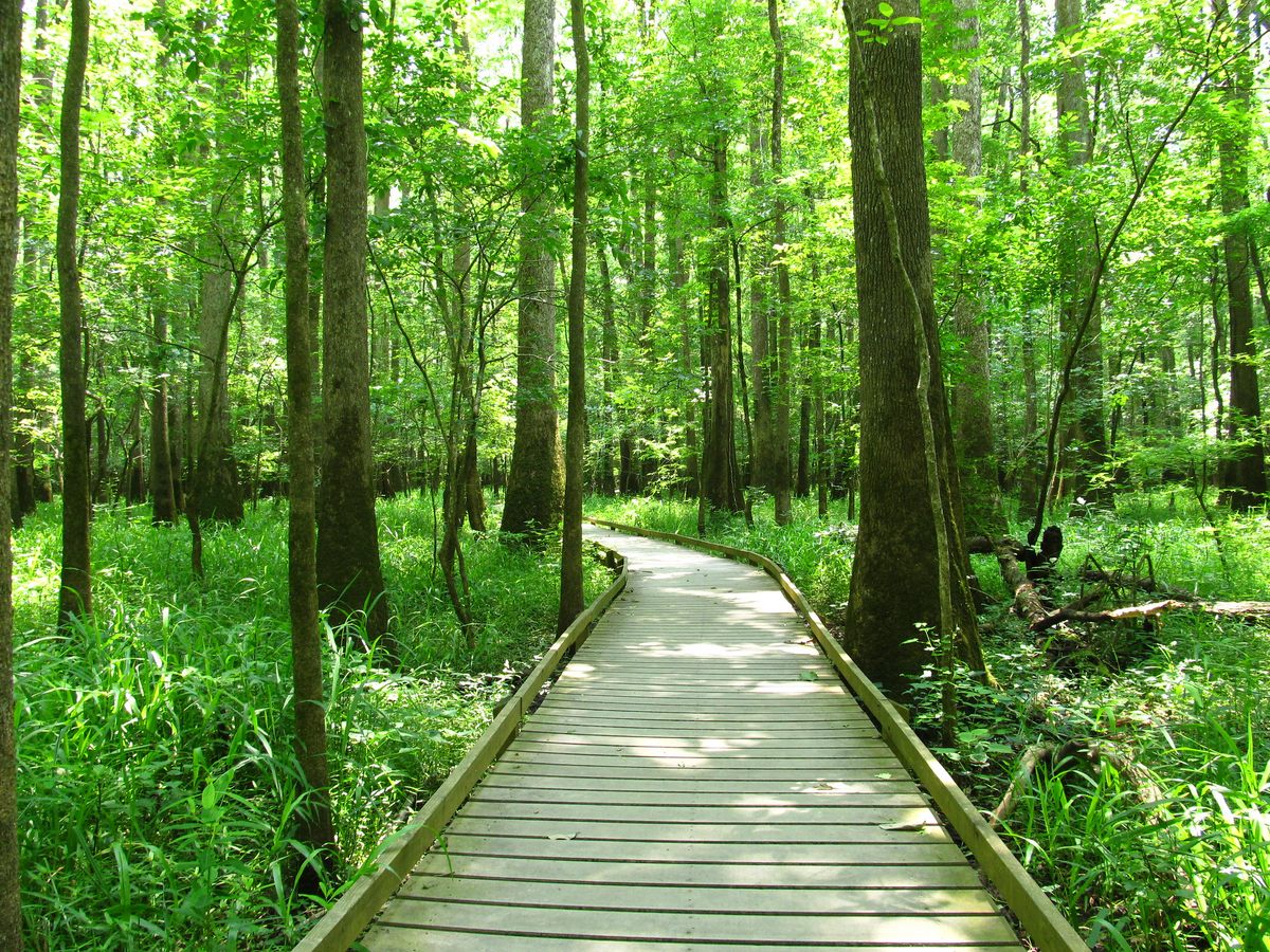 The landscape of Congaree is also plenty pretty when there's no sheen in sight.