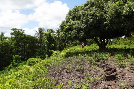 Mango tree on top of Pulemelei Mound