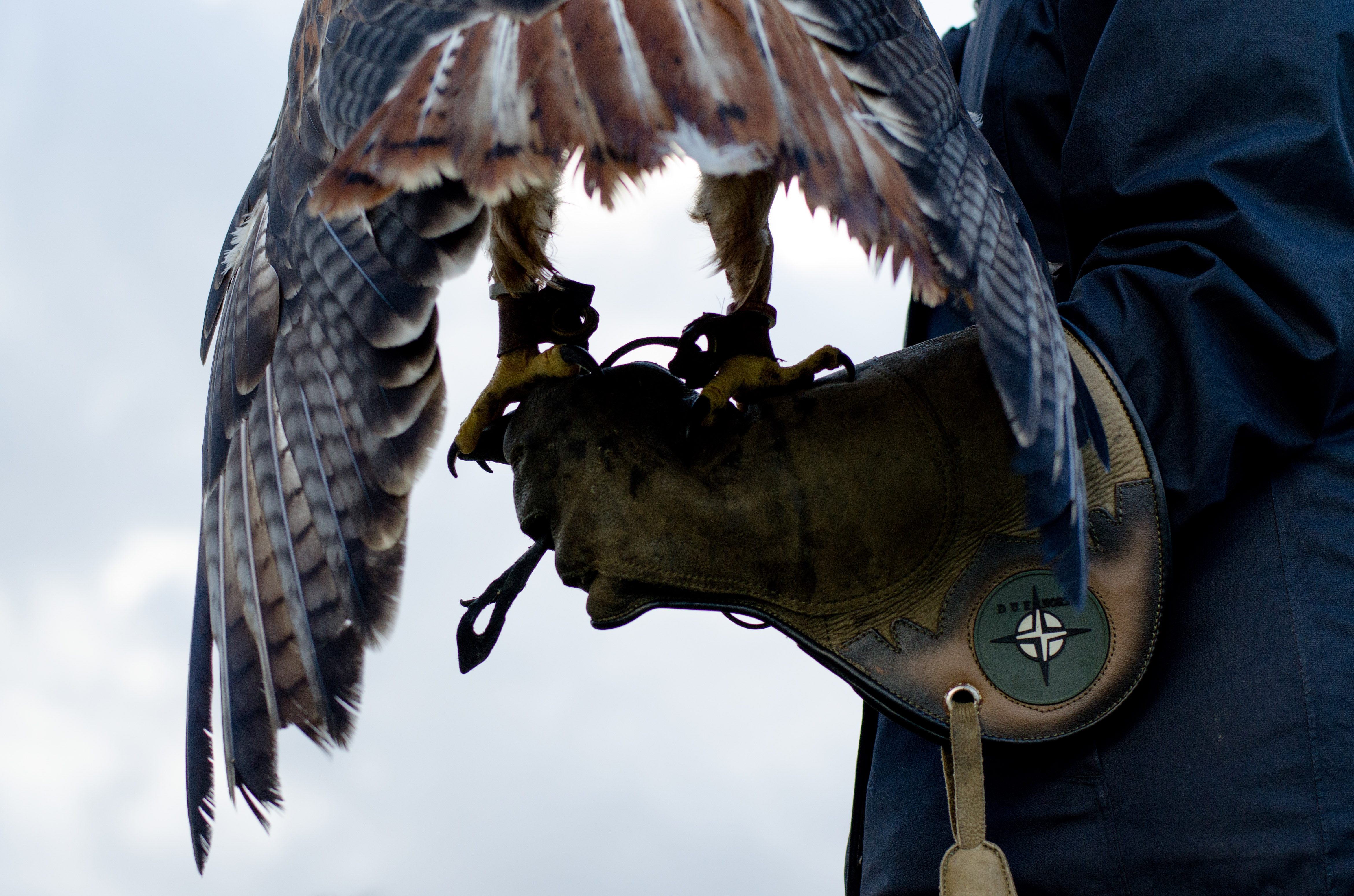 falconry near me - Royal Canadian Falconry